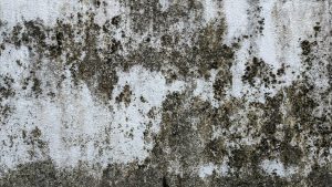 How to Clean Mould from Walls & Ceilings